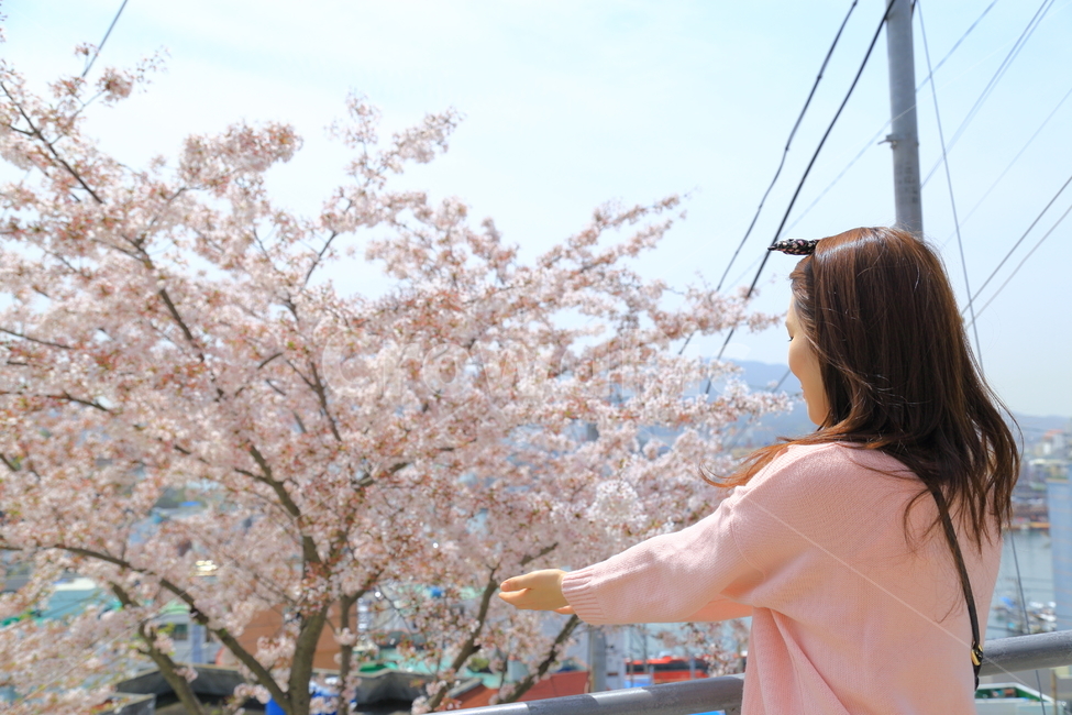 봄,꽃,나들이,여행,벚꽃,축제,핑크,드라이브,봄여행,garden,가든,fashion,패션,white,하얀,tree,나무,sun,태양,flower,happiness,행복,hair,summer,여름,park,공원,pretty,attractive,person,사람,happy,outdoor,아웃도어,nature,portrait,spring,beauty,아름다운,woman,여자,young,beautiful,female,girl,봄,계절,spring,season,사람,인물,인간,human,person,여성,여자,woman,female,lady,plant,식물,blossom,cherry blossom