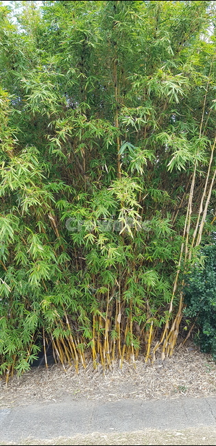 나무,대나무,자연,풀,bamboo,tree,natural,environment