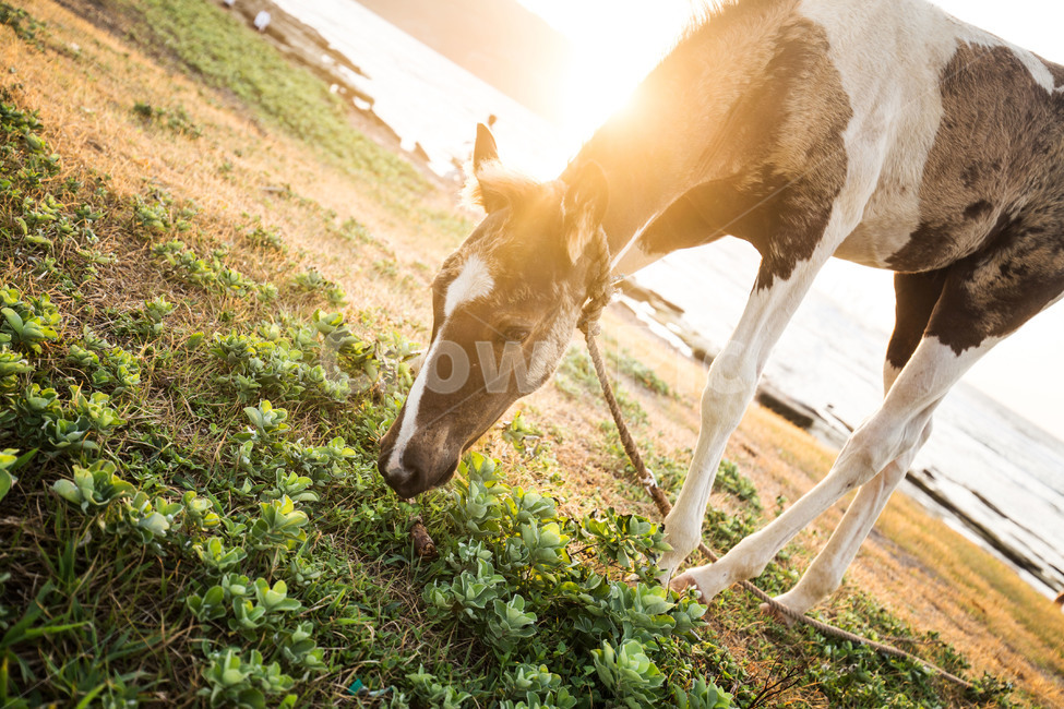 제주도,동물,말,일출,아침,빛,light,sunlight,flare,horse,풀뜯다,풀,성산일출봉,조랑말,제주마,동물,animal,포유류,mammal