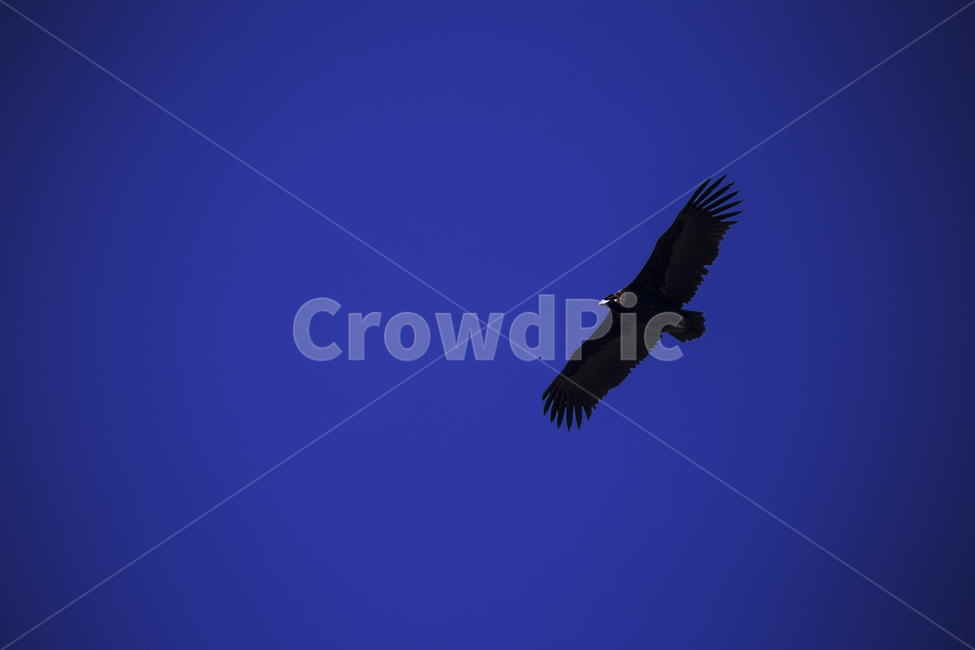 감성사진,흑매,파란하늘,맑은,동물,바닷가,스냅,동물,animal,조류,새,birds