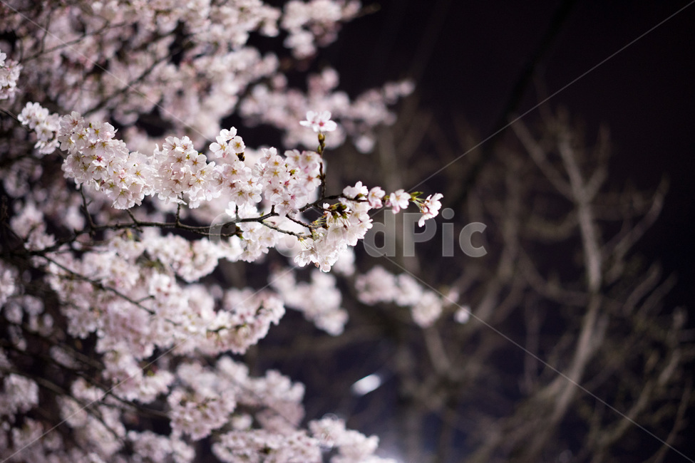 벚꽃,밤,야경,봄,만개,봄,계절,spring,season,식물,자연,plants,nature,꽃,flower,plant,blossom