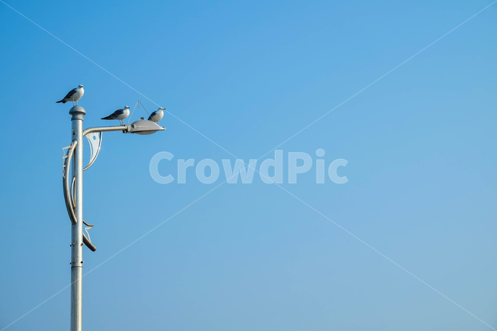 새,갈매기,동물,하늘,animal,seagull,가로등