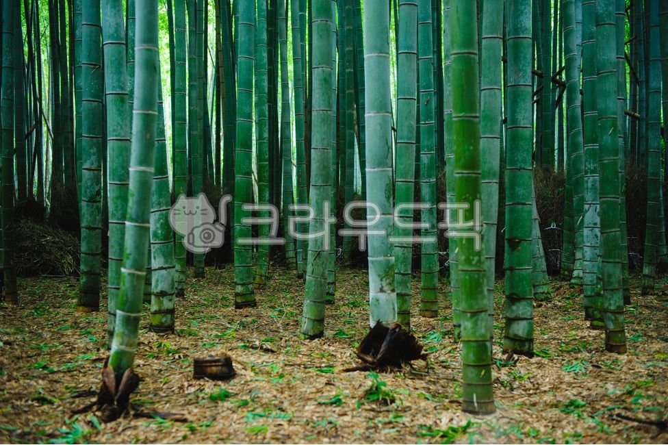 forest,arashiyama,Kyoto,japan,destination,bamboogrove,healing,Chikurin,quiet,bamboo forest,green,nature,bambooforest,morning,bamboo,calm,grove,Agreeable,Arashiyama,plant,the air is clear,tranquility,fresh,serene