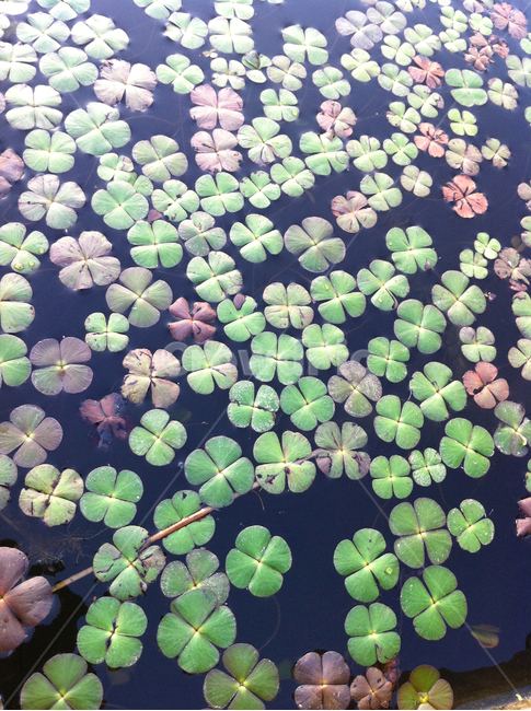 네잎클로버,행운,꿈,희망,응원,자연,식물,식물,자연,plants,nature
