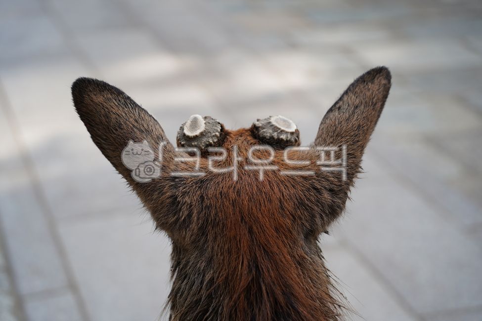 deer,animal,national park,japan deer park,roe deer,deer park,park,cute,japan,goral,deer,nara,animal,japan