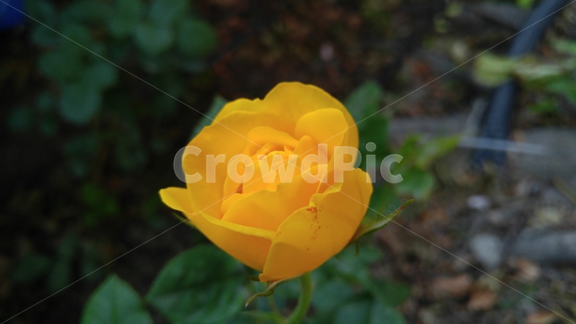 장미,꽃,노랑꽃,노랑색,식물,녹색,배경,감성,계절,rose,flower,yellow,yellowflowers,plants,green,background,emotional,season