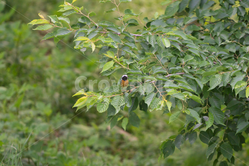 bird,새,탐조,조류,텃새,철새,동물,animal,조류,새,birds