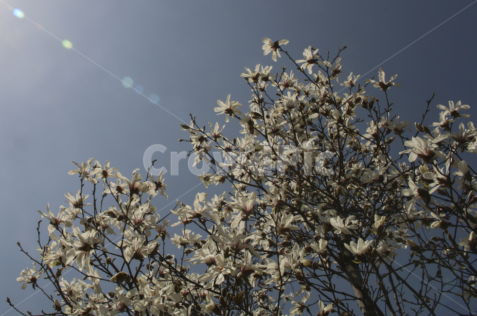 plant,식물,flower,blossom,꽃,목련,백목련,흰꽃,하얀꽃,봄꽃,spring,봄,white,whiteflower