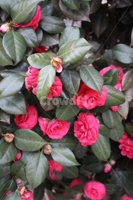 장미,빨간장미,꽃,rose,red,식물,자연,plants,nature,꽃,flower