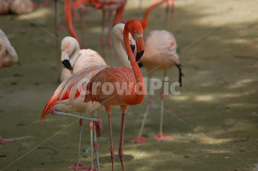 동물,animal,자연,nature,동물원,조류,새,플라밍고,동물,animal,조류,새,birds