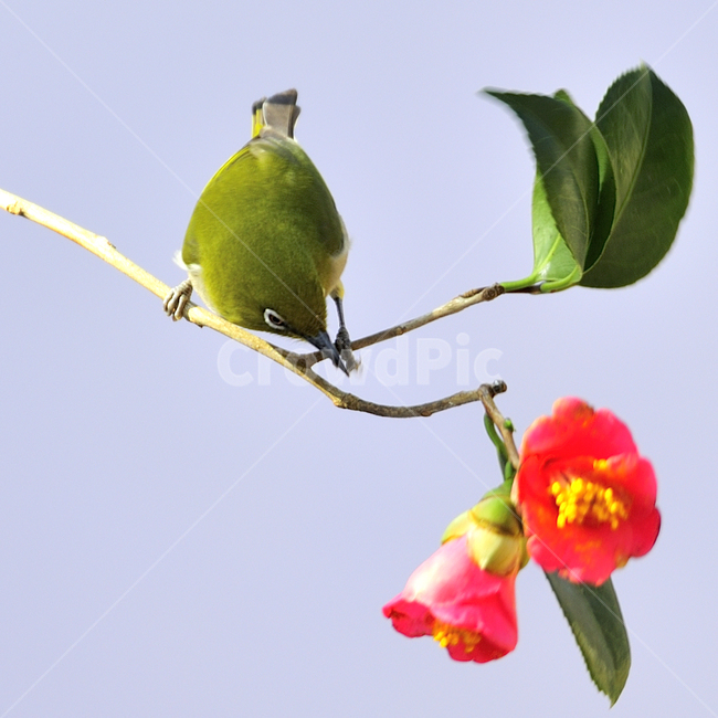 동박새,동백꽃,선운사,고창읍성,쪽돌의사진세상,사립문,식물,자연,plants,nature,꽃,flower,동물,animal,조류,새,birds,색깔,색상,색채,색감,color sense,color sensitivity,feeling of color