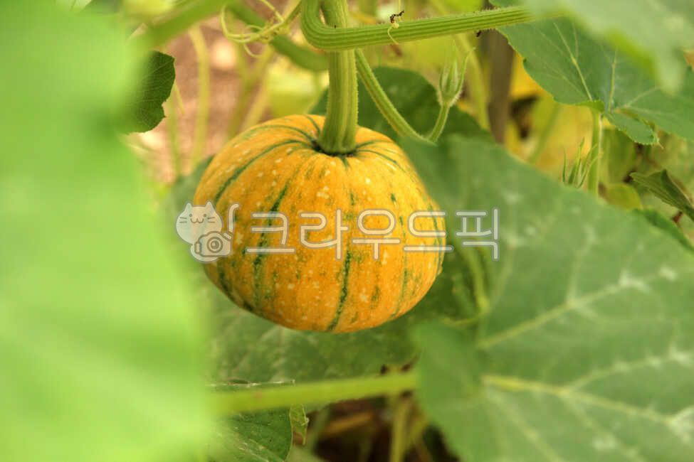 식물, plant, fruit, 열매, 호박, 사진,이미지,일러스트,캘리그라피 - benjamin작가