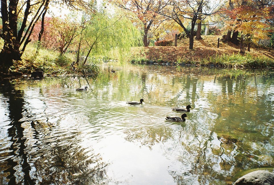 nature,자연,water,물,오리,duck,가을,낙엽,fall,autumn,fallenleaves,공원,park,outdoors