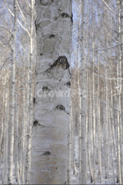 tree,나무,plant,식물,birch,자작나무,숲,forest,snow,눈,겨울,winter,겨울풍경