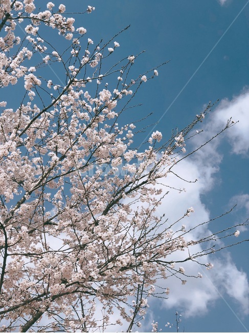 벚꽃,벚꽃나무,하늘,봄,spring,벚꽃놀이,구름,봄,계절,spring,season,자연,풍경,nature,landscape,plant,식물,blossom,꽃,flower