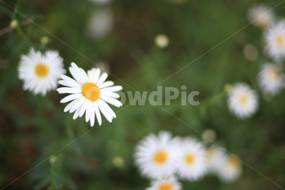 구절초,꽃,들꽃,flower,botanical,wildflower,식물,자연,plants,nature,꽃,flower
