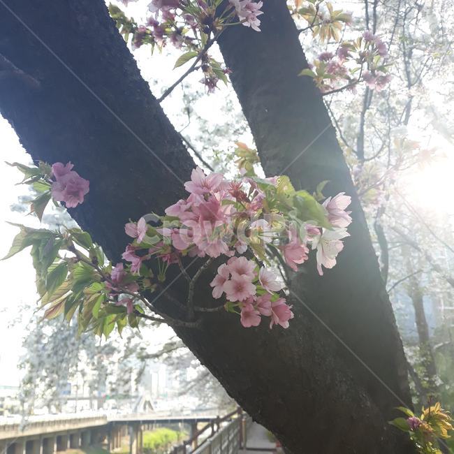 벚꽃,봄,햇살,flower,spring,korea