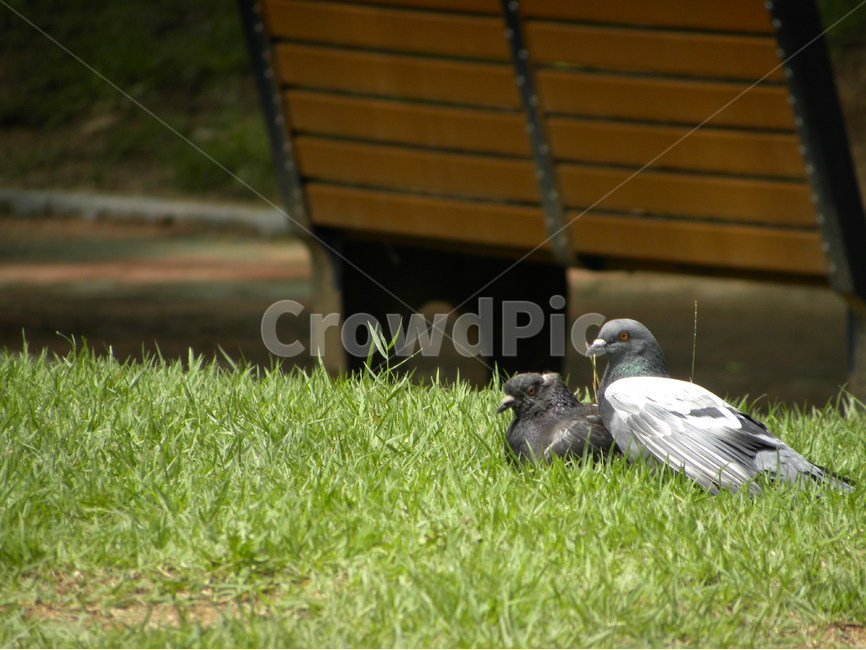 비둘기,공원,잔디,평화,평온,dove,park,lawngrass,peace,peaceful,calm,배경,background,동물,animal,조류,새,birds
