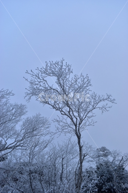 태백산,설경,상고대,눈꽃,풍경,겨울,겨울왕국,서리꽃,눈,천제단,자연,스포츠,등산,산행,nature,snow,설국,겨울풍경,느낌,아름다운,신비로운,경이로운,다큐,필,디자인,힐링,명산,국립공원,순백,landscape,winter,season,영산,사스래나무,겨울,계절,winter,season,자연,풍경,nature,landscape,식물,plants,나무,trees,wood,plant,tree,outdoors,옥외