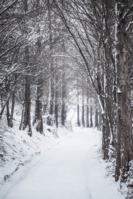 겨울,설경,snow,winter,계절,메타세콰이어,오솔길,눈길,겨울,계절,winter,season,자연,풍경,nature,landscape,outdoors,옥외,storm,폭풍,blizzard,눈보라,눈