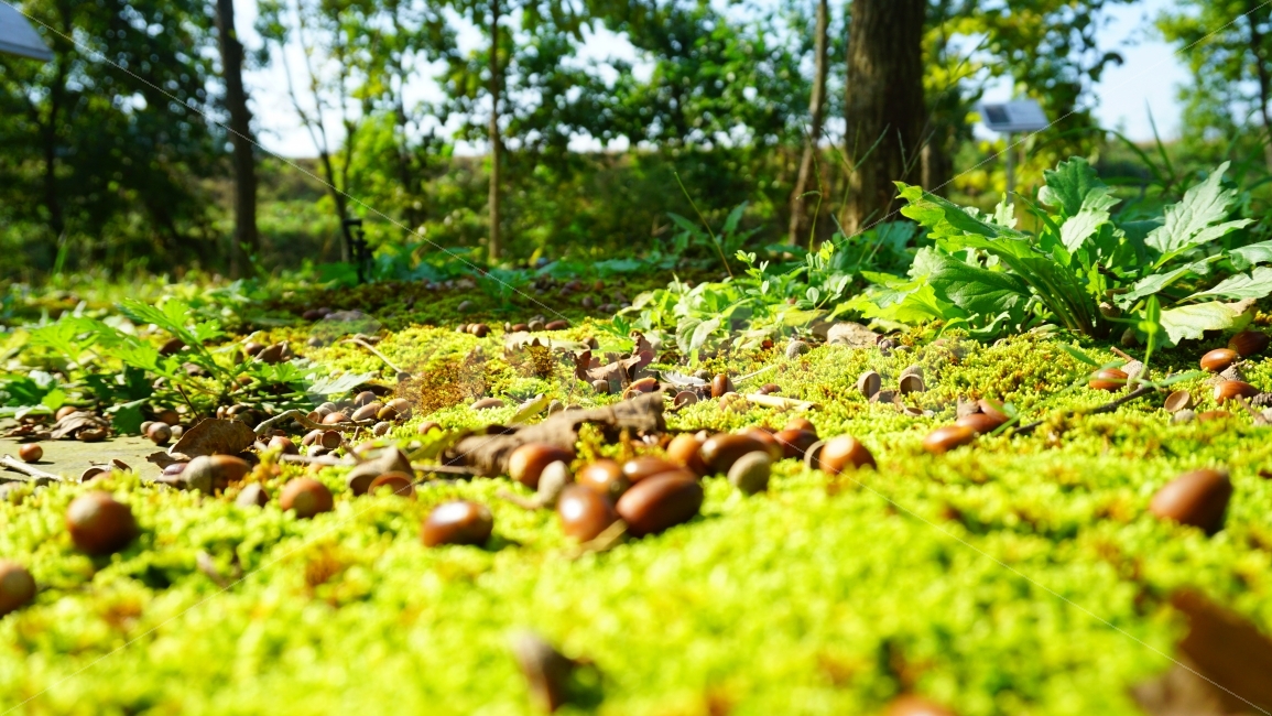 도토리,상수리,가을,산,숲,숲속,forest,green,자연,ecosystem,생태,이끼,mountain,가을,계절,fall,autumn,season,음식,식재료,요리,food,cook,meal,dishes,food reserves,plant,식물