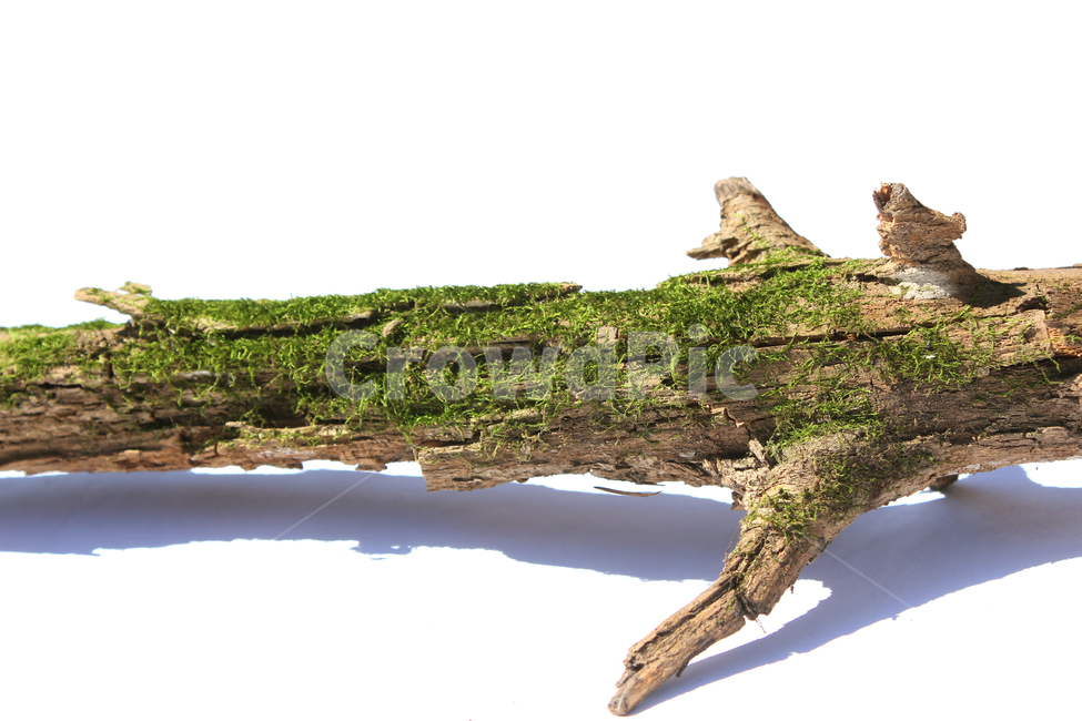 bark,branch,branchesmoss,brown,closeup,detail,dry,green,moss,natural,nature,piece,plant,tree,wood,wooden,이끼,그린,녹색,나뭇가지,오래된,자연,식물,나무,우드,건조한,마른,가지,풀,이끼풀,흰배경,클로즈업,갈색,브라운,나무,trees,wood,누끼,remove background