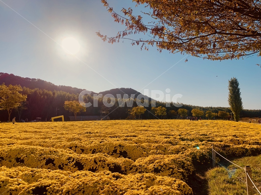 가을,겨울,단풍,꽃,봄,풍경,scenery,감성,감성사진,공원,park,countryside,시골,자연,nature,나무,tree,산,mountain
