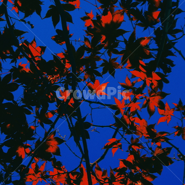 단풍,낙엽,하늘,가을,색감,나무,식물,나뭇잎,가을,계절,fall,autumn,season,leaf,잎,plant,tree