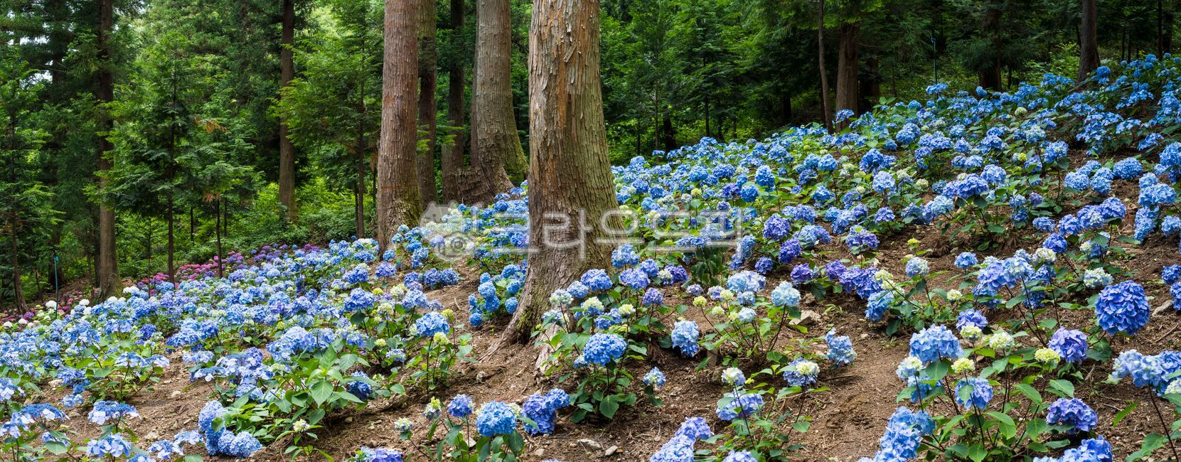 forest, Hill, hydrangea flower, woodland, vegetation - Authentic Korean ...