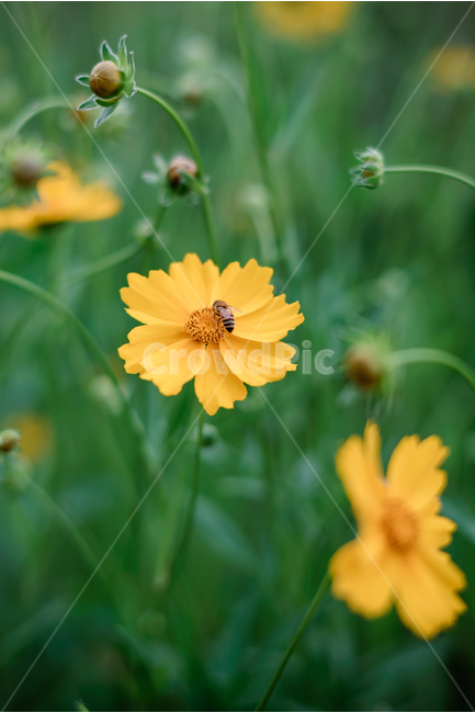 금계국,노랑꽃,꽃,꽃밭,봄나들이,식물,자연,plants,nature,꽃,flower,동물,animal,곤충,벌레,insect,bug