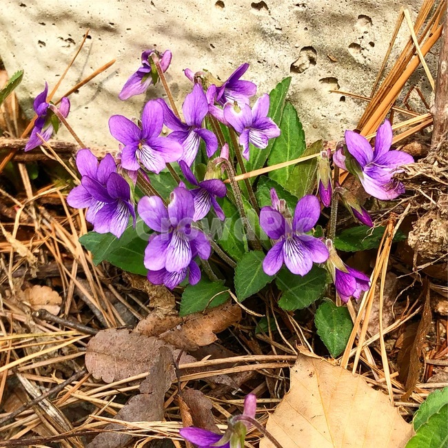 꽃송이,보라,보라색,제비,제비꽃,blossom,꽃,flower,식물,plant
