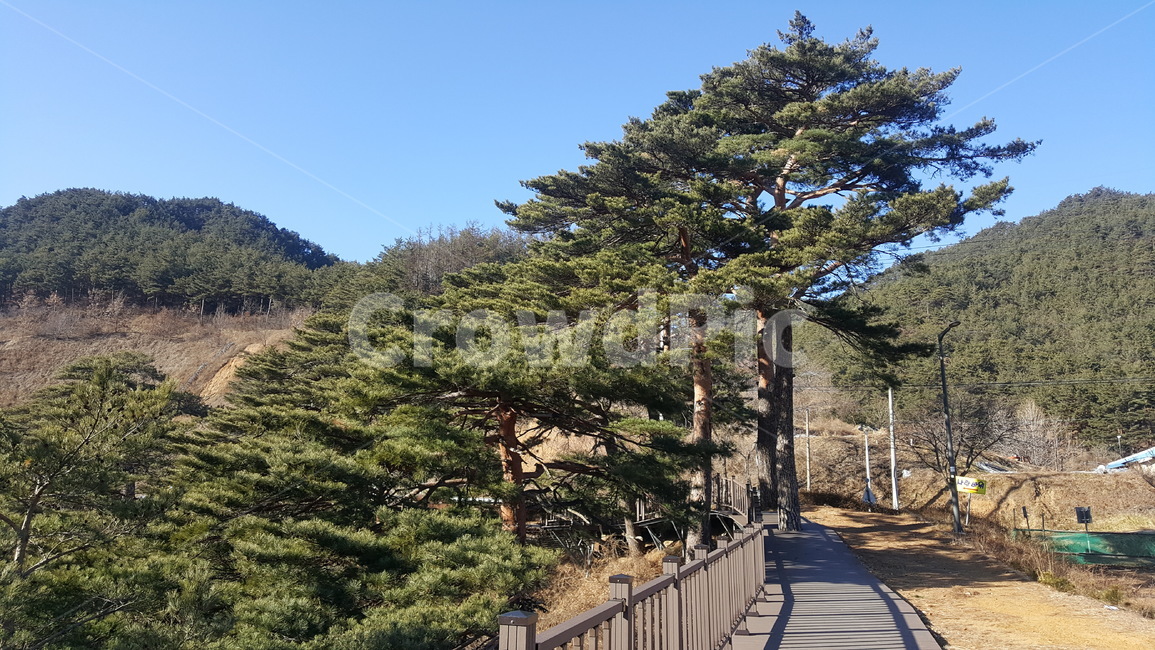 소나무,금강송,힐링,휴식,자연