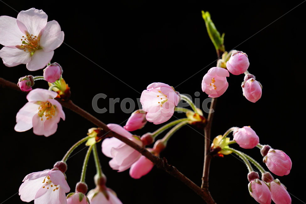 벚꽃,봄꽃,한국자연,꽃,꽃사진,플라워,flower,봄,spring,식물,plants,자연,nature,풍경,landscape,계절,season,snap,스냅,접사,macro,closeup,클로즈업,감성사진,감성,힐링,healing,느낌,feel,feeling,꽃밭,화단,나무,나뭇가지,tree,꽃봉오리,4월,April,봄,계절,spring,season,식물,자연,plants,nature,꽃,flower,plant,blossom