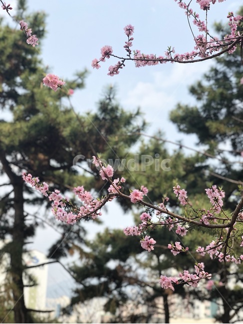 꽃,벚꽃,flower,봄꽃,cherryblosom,spring,하늘,봄하늘,sky