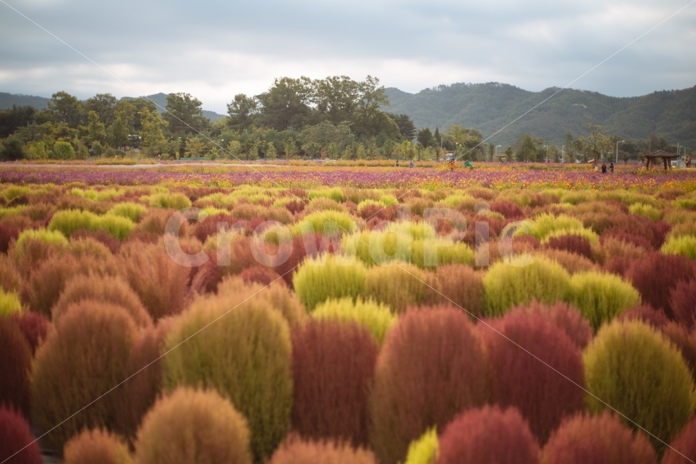 가을,식물,코키아,감성,단풍,자연,풍경,nature,landscape,가을,계절,fall,autumn,season,한국자연풍경,한국자연경관,korea nature landscape,plant