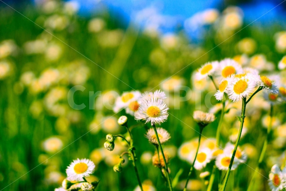 민들레,접사,풀,봄,녹색,하늘,꽃,봄,계절,spring,season,식물,자연,plants,nature,꽃,flower,휴식,힐링,rest,relaxation,healing,감성,sensible,feeling,색깔,색상,색채,색감,color sense,color sensitivity,feeling of color,plant,daisy,데이지,daisies,blossom