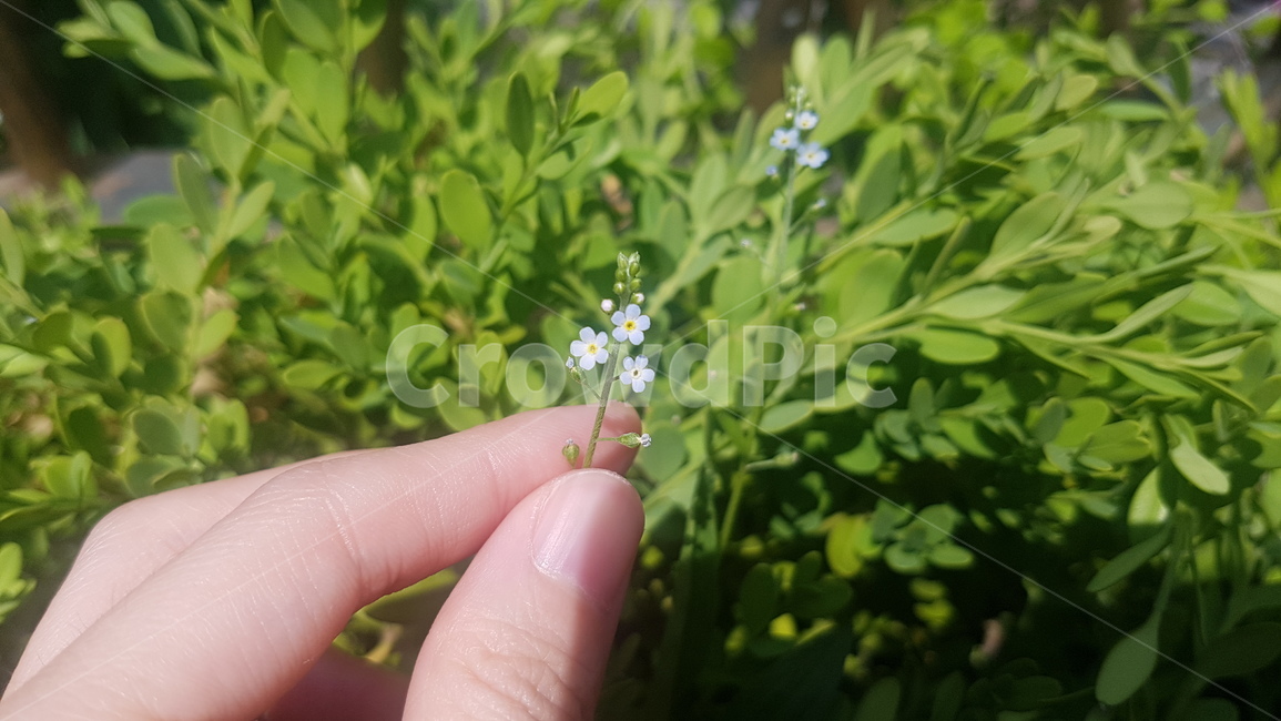 꽃,자연,식물,작은꽃,하늘색꽃