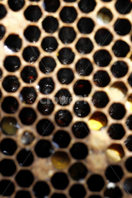 산란,변태,애벌레,알,성충,번데기,완전변태,동물,animal,곤충,벌레,insect,bug