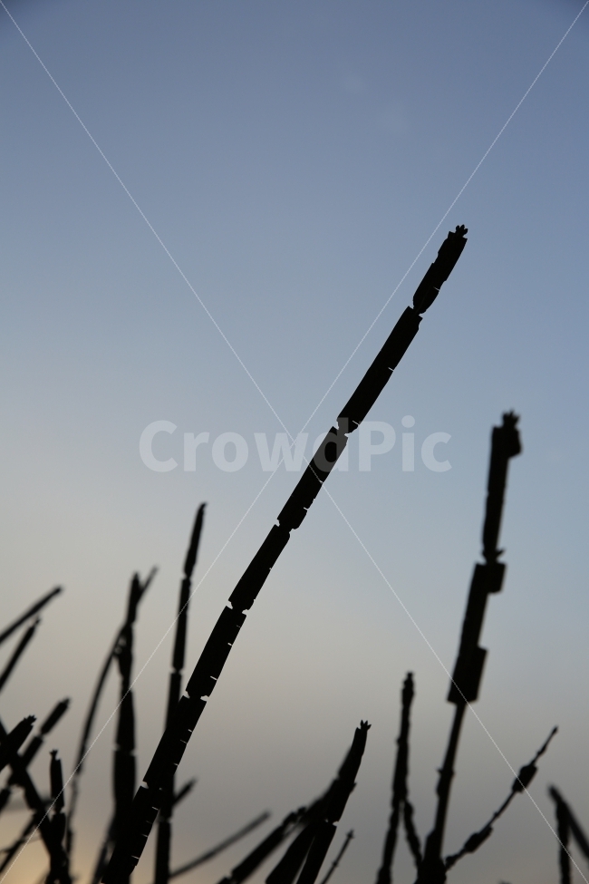 실루엣,감성,노을,자연,풍경,식물,자연,plants,nature
