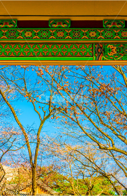 단청,문양,무늬,가을,풍경,감,감나무,감성,한국의미,가을,계절,fall,autumn,season,한국전통,한국문화,korean traditional,korean culture,식물,자연,plants,nature,나무,trees,wood,건축물,건물외관,exterior,building,structure,architecture,construction,pattern