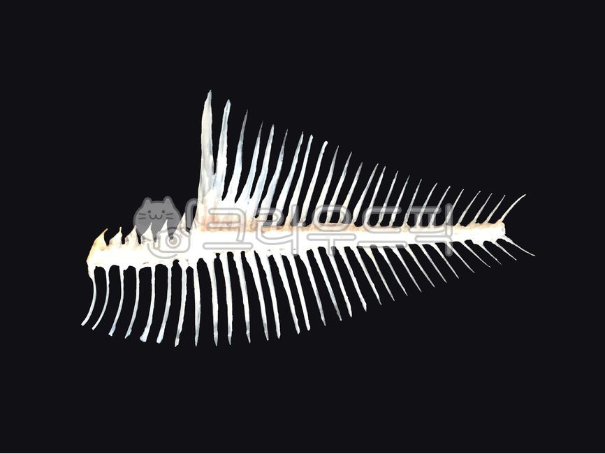 생선,가시,생선가시,가자미,배경,검정배경,생선구이,생선뼈,fish,thorns,fishthorns,flounder,background,blackbackground,grilledfish,fishbones