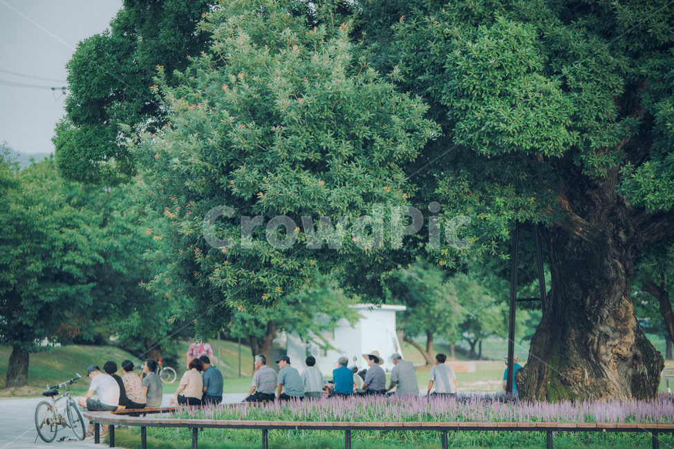human,인간,person,사람,bicycle,차량,vehicle,transportation,교통,bike,자전거,식물,plant,잔디,grass,나무,큰나무,고목,휴식,자연,풍경,nature,landscape,사람들,대중,군중,other people,crowd,노인,어르신,old man, senior citizen