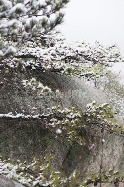 용봉산,겨울,눈,풍경,소나무,눈송이,겨울,계절,winter,season,식물,자연,plants,nature
