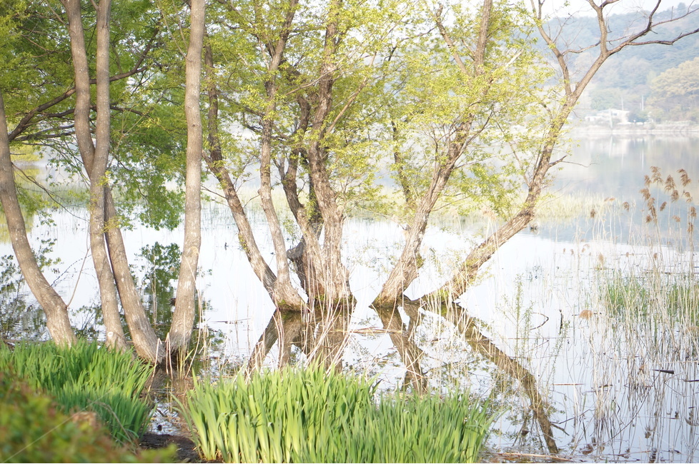 신정호수,물,나무,봄,연두,아침,자연,풍경,nature,landscape,휴식,힐링,rest,relaxation,healing,outdoors,옥외,land,땅,water