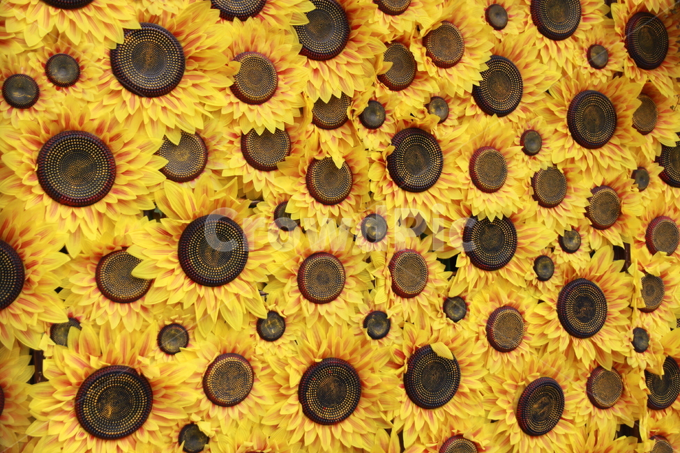 해바라기,꽃,sunflower,flower,노란색,식물,자연,plants,nature,꽃,flower