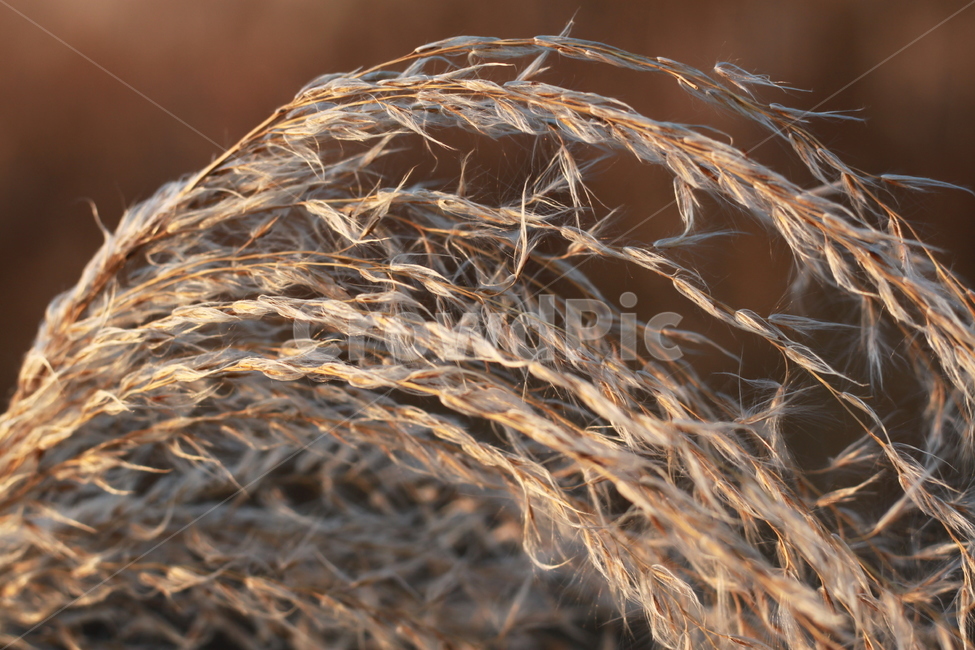 갈대,식물,grass,가을,겨울,억새,가을,계절,fall,autumn,season