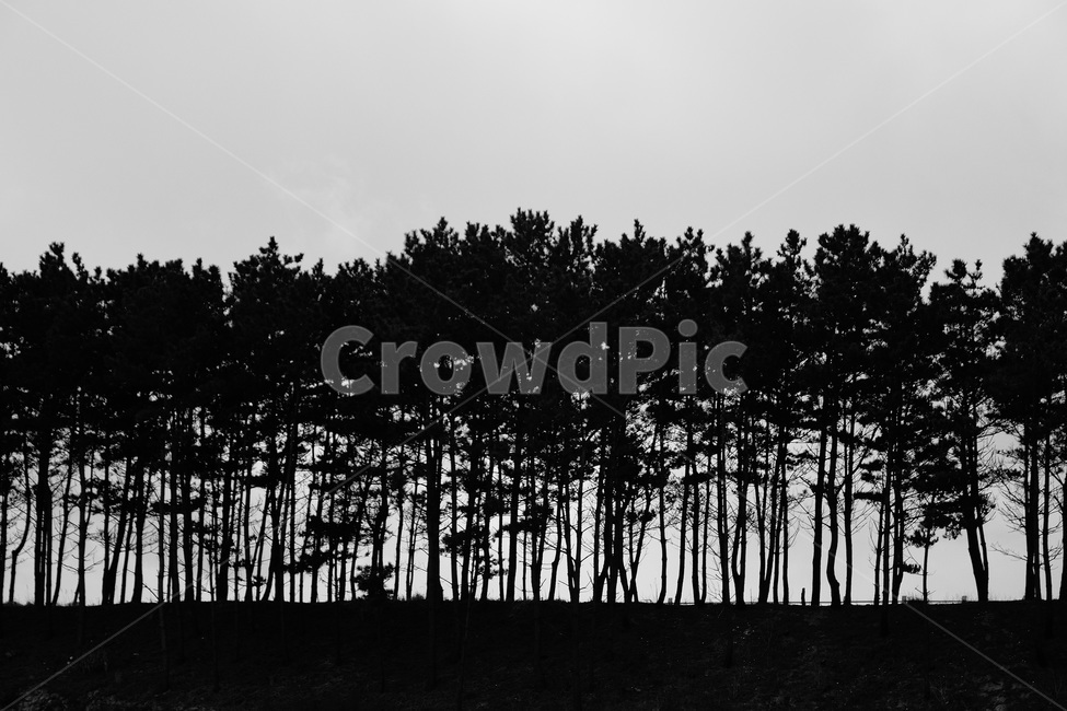 풍경,나무,방풍림,흑백사진,솔숲,식물,자연,plants,nature,나무,trees,wood,실루엣,그림자,silhouette,shadow,흑백,모노톤,monochrome,black and white