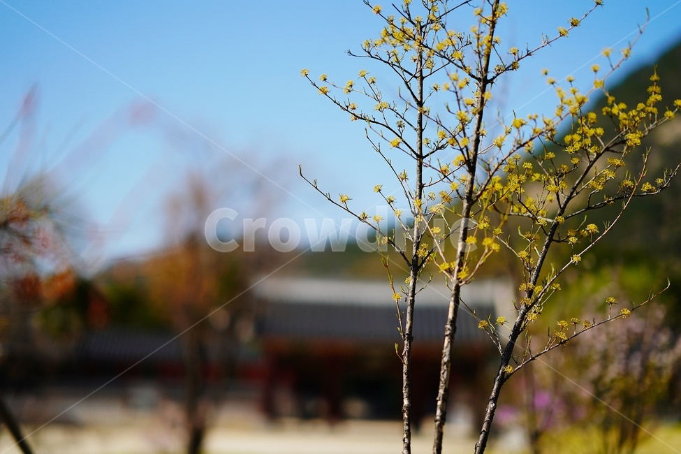 tree,plant,treetrunk,나무,식물,나무줄기,산수유,corni,경복궁