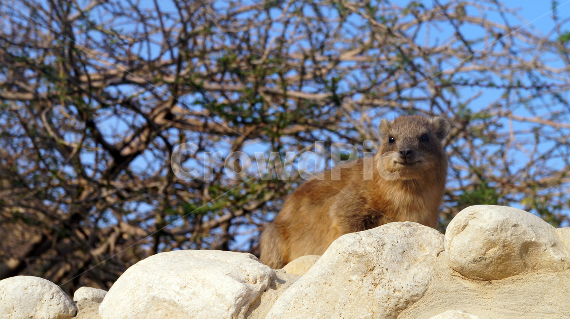 귀여운,쿼카,cute,quokka,동물,animal,동물,animal,포유류,mammal
