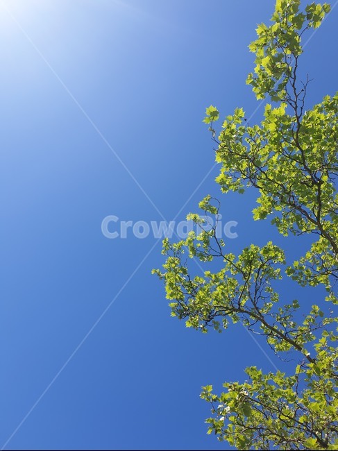 하늘,나무,나뭇잎,파랑,tree